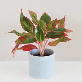 Aglaonema ‘Crete’