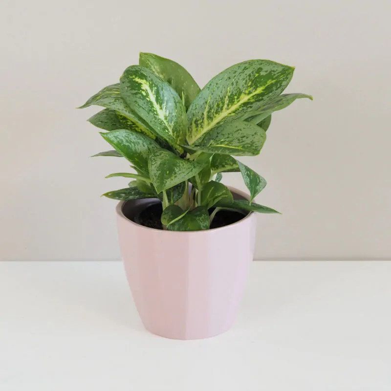 Aglaonema 'Lemon Mint' aglaonema, aglaonema key lime, chinese evergreen, nenáročná rastlina, rastlina vhodná pre začiatočníkov, izbová rastlina do tieňa, rastlina do kancelárie, izbový kvet,