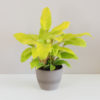 filodendron, philodendron, philodendron malay gold, raritná rastlina, zberatelská rastlina, exotická rastlina zlta rastlina plantizia