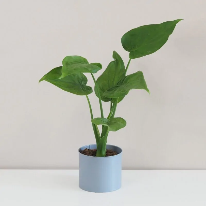 alokazia, alocasia, alocasia cucullata, velkaizbova rastlina, izbovy kvet