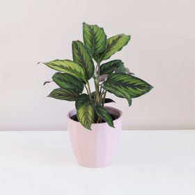 Calathea ornata ‘Beauty star’