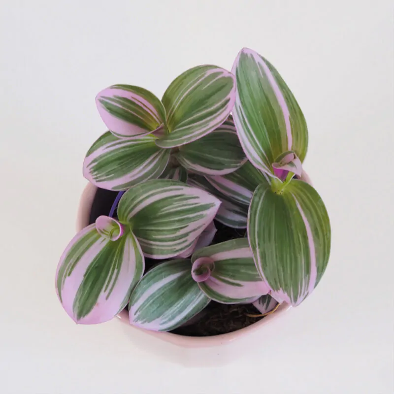 tradescantia nanouk, tradescantia, ťahava rastlina, ružova rastlina, plaziva rastlina, ružový kvet, nenarocny kvet, nenarocna raslina, izbova rastlina, izbovy kvet, izbovka