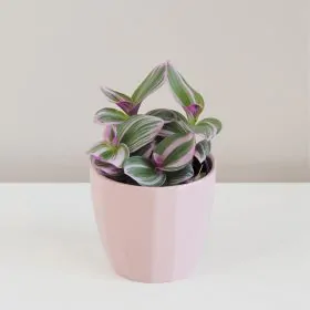 Tradescantia ‘Nanouk’