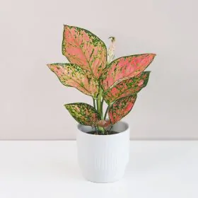 Aglaonema ‘Anyamanee’