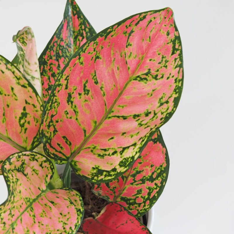 Aglaonémy: Najlepšie tipy na starostlivosť aglaonema anymanee 4 plantizia Plantizia.sk