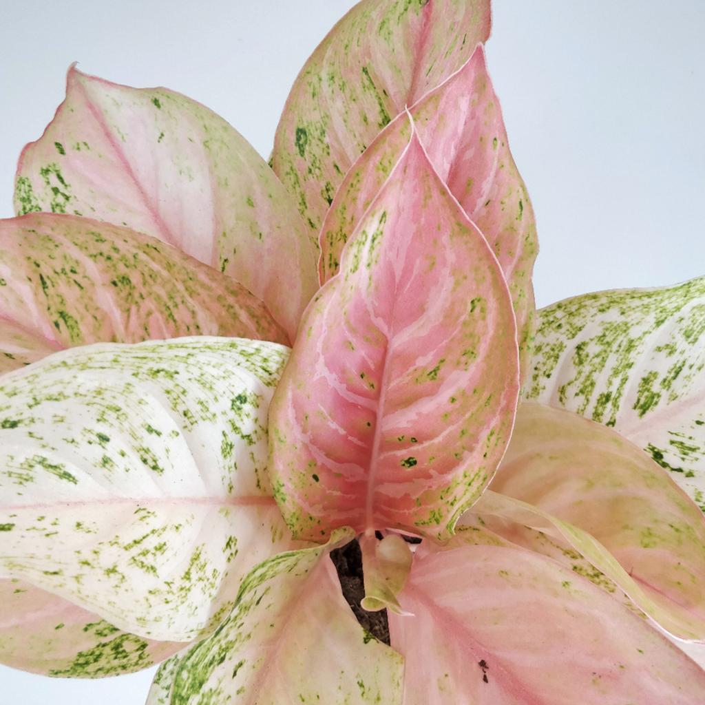 Aglaonema ‘Bidadari’ maxi Aglaonema Bidadari ruzova izbova rastlina