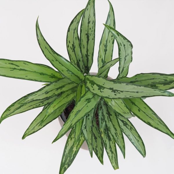 aglaonema cutlass nenarocna zelena izbova rastlina plantizia