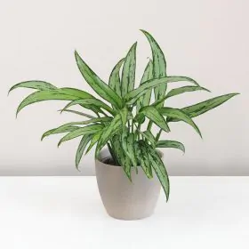 Aglaonema ‘Cutlass’