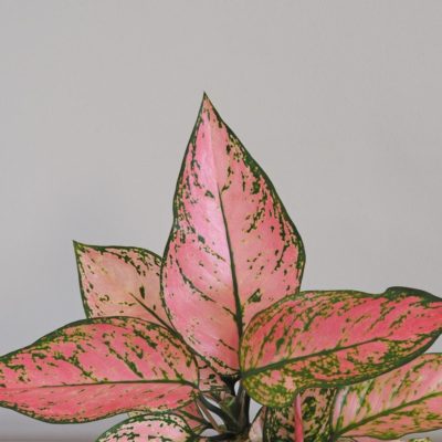 Aglaonema 'Lady Valentine' ruzova rastlina