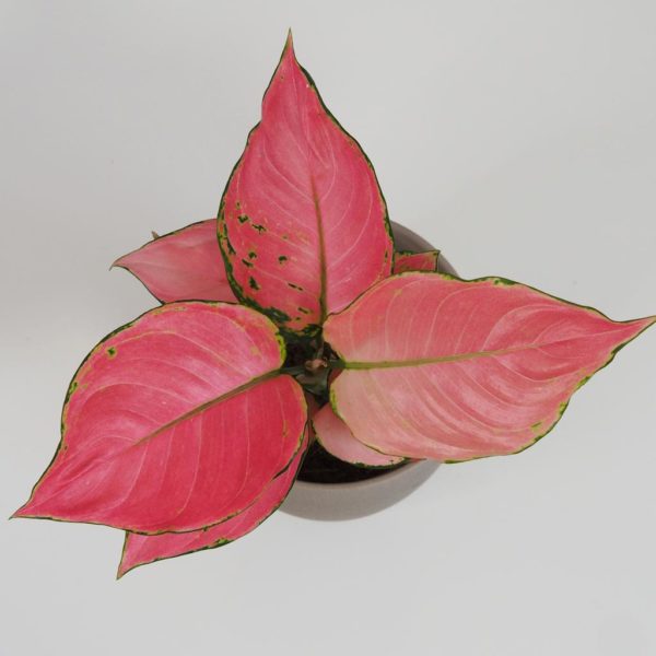 aglaonema 'pink star' ruzova rastlina