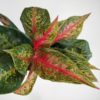Aglaonema 'Red Dragon' plantizia