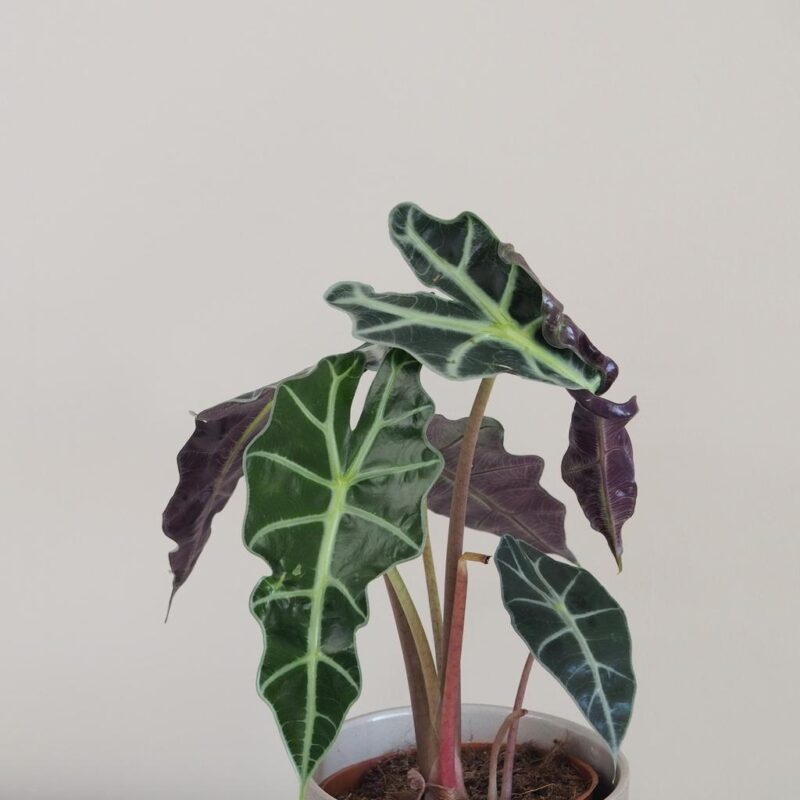 alocasia amazonica