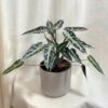 Alocasia ‘Bambino Arrow’ veľká alocasia bambino arrow