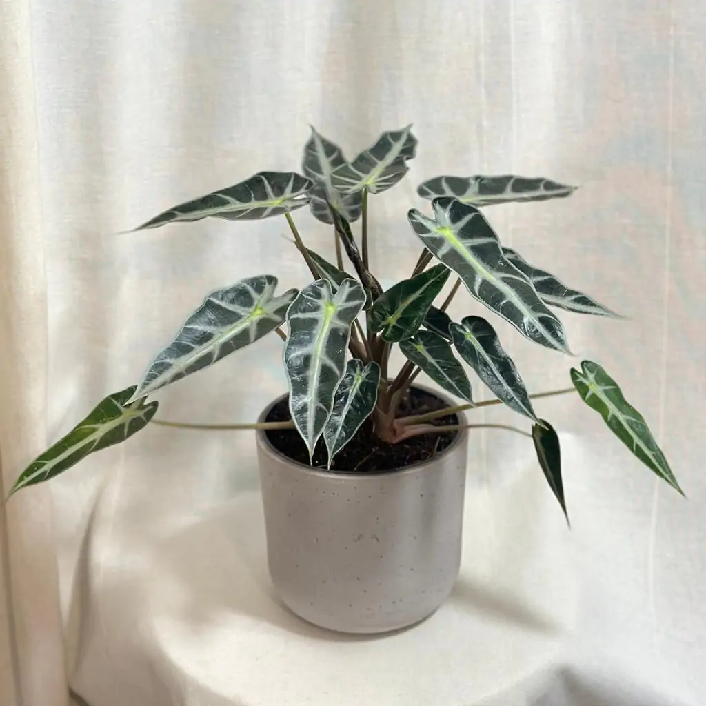 Alocasia ‘Bambino Arrow’ veľká