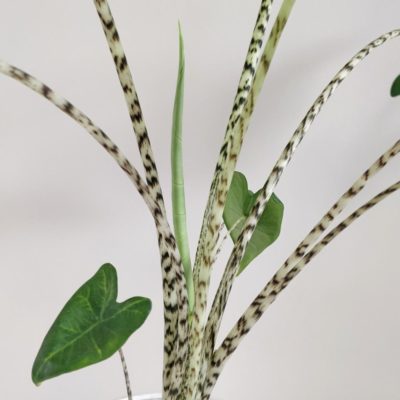alocasia zebrina velka 3 plantizia Plantizia.sk