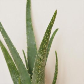 aloe vera aloa prava sukulent plantizia