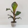 Banánovník ‘Ensete Maurelii’ bananovnik ensete maurelii 2 plantizia Plantizia.sk