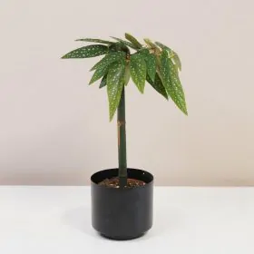 Begonia albopicta ‘Tamaya’