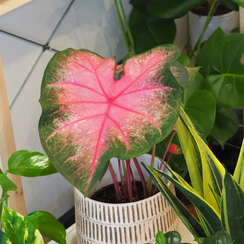 Caladium ‘Radiance’ - Image 2