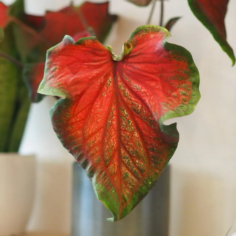 Caladium ‘Red Ruffles’ - Image 2