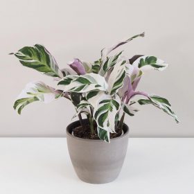 Calathea ‘Fusion White’ veľká