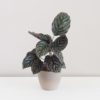 Calathea ornata ‘Sanderiana’ izbová rastlina