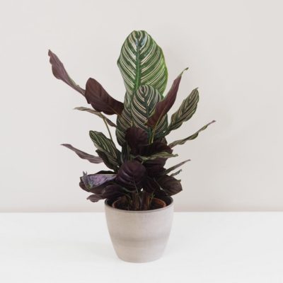 Calathea ornata ‘Sanderiana’ izbová rastlina
