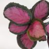 Calathea roseopicta 'Crimson'