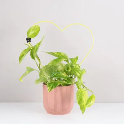 Dekoratívna opora na rastliny srdce dekorativna opora na rastliny srdce kovova oporna tyc ku kvetom