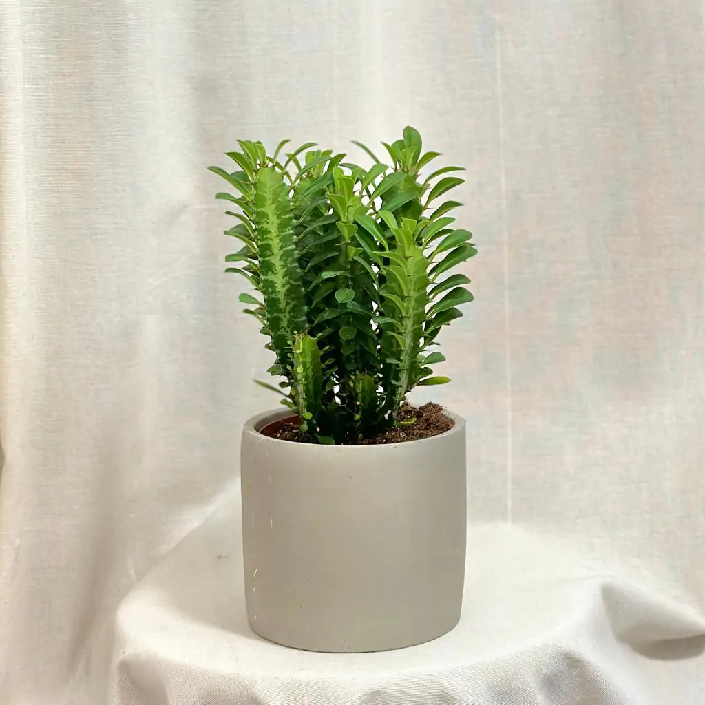 Euphorbia trigona