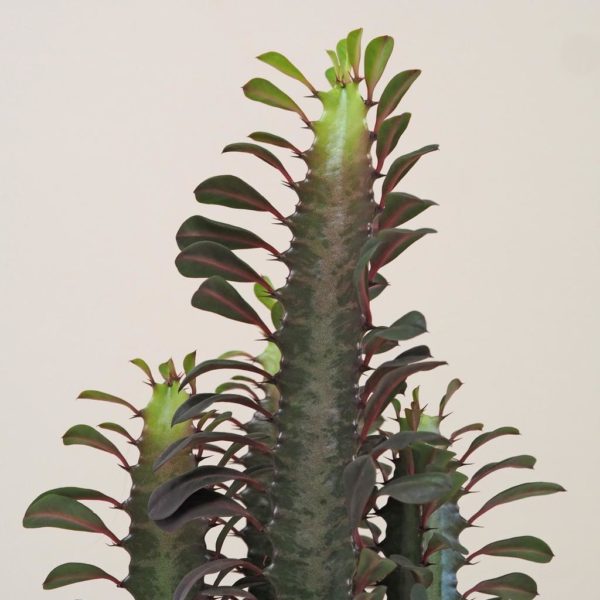 euphorbia trigona plantizia Plantizia.sk