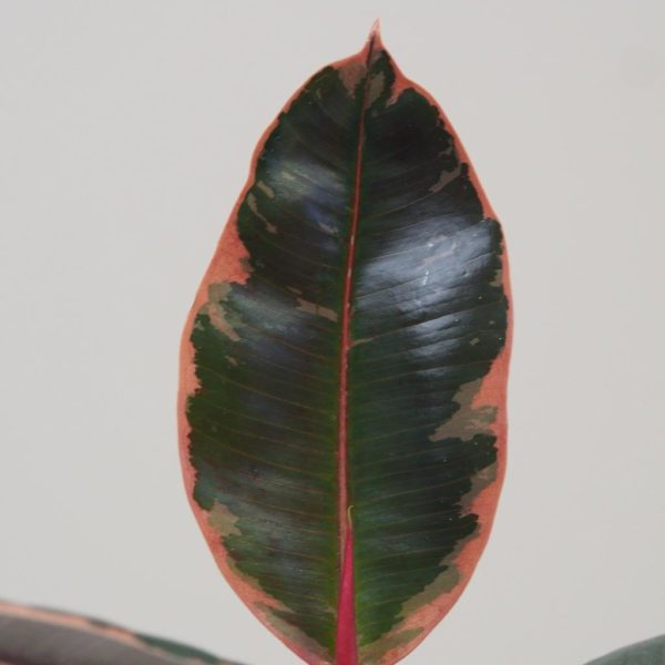 Ficus elastica Belize ruzovy panasovany fikus izbova rastlina plantizia