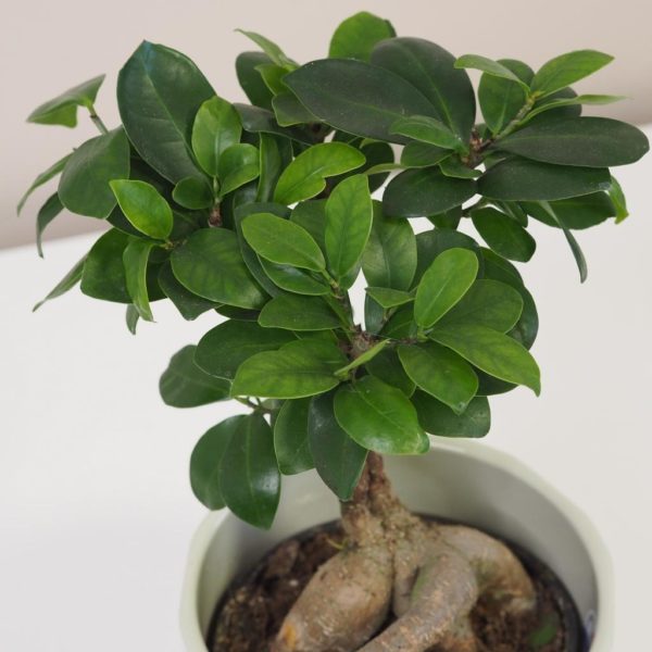 ficus ginseng bonsai 2 plantizia Plantizia.sk