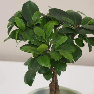 ficus ginseng bonsai 3 plantizia Plantizia.sk