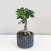 ficus ginseng bonsai 4 plantizia Plantizia.sk