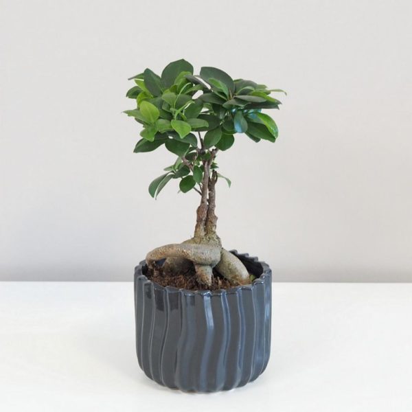 ficus ginseng bonsai 4 plantizia Plantizia.sk