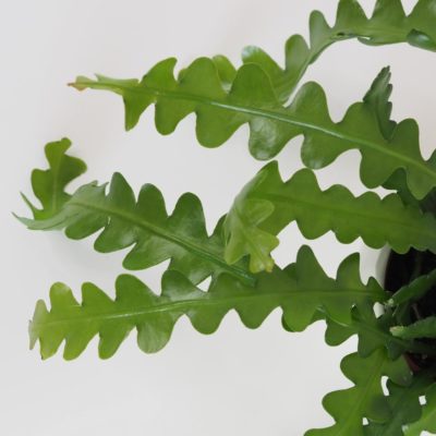 fishbone kaktus epiphyllum anguliger listy plantizia Plantizia.sk