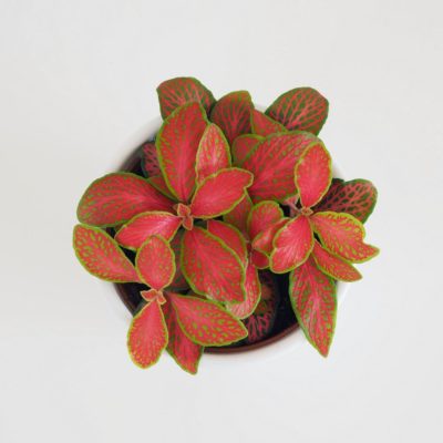 fittonia ruby lime plantizia 1 Plantizia.sk