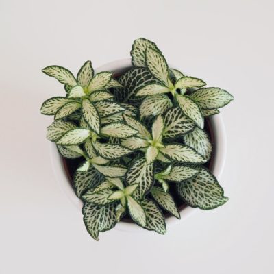 fittonia white forest flame
