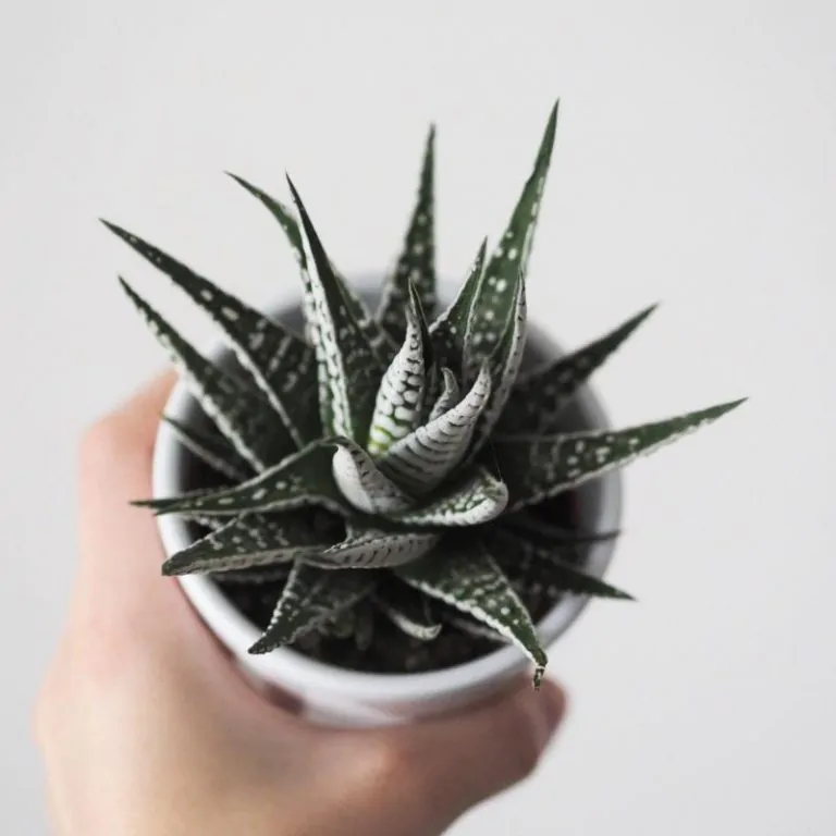 Haworthia zebrina Kaktusy a sukulenty Plantizia.sk