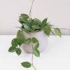 Hoya carnosa tahava rastlina plantizia voskovka