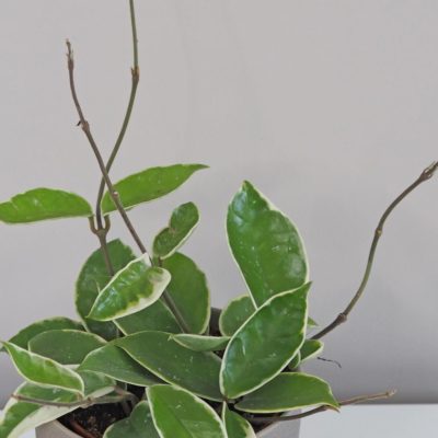Hoya carnosa 'Albomarginata' Voskovka tahava rastlina