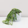 hoya longifolia voskovka nenarocna tahava kvitnuca izbova rastlina
