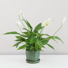 Lopatkovec / Spathiphyllum wallisii veľký