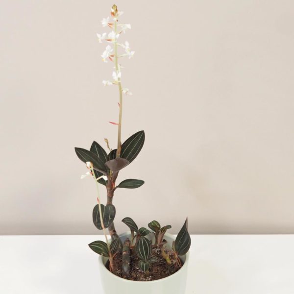 ludisia discolor orchidea jewel orchid netradicna izbova rastlina plantizia
