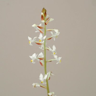 ludisia discolor orchidea jewel orchid netradicna izbova rastlina plantizia