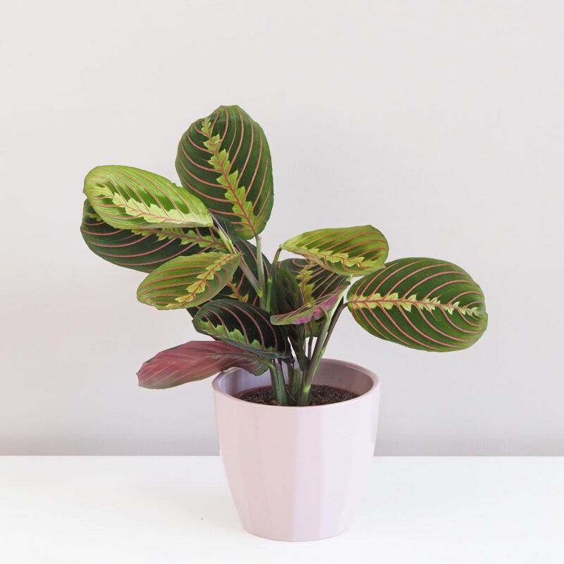 Maranty: Starostlivosť a zaujímavosti maranta leuconeura fascinator plantizia Plantizia.sk