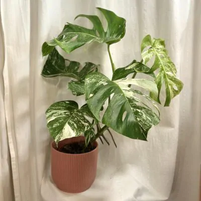 Monstera deliciosa ‘Albo-Variegata’ veľká monstera deliciosa albo variegata panasovana monstera biela vzacna izbova rastlina