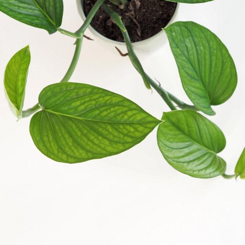 Monstera pinnatipartita - Image 7