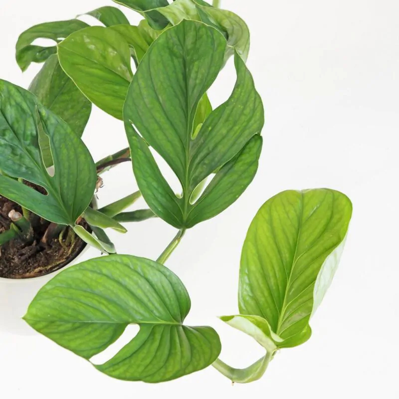 Monstera pinnatipartita - Image 3